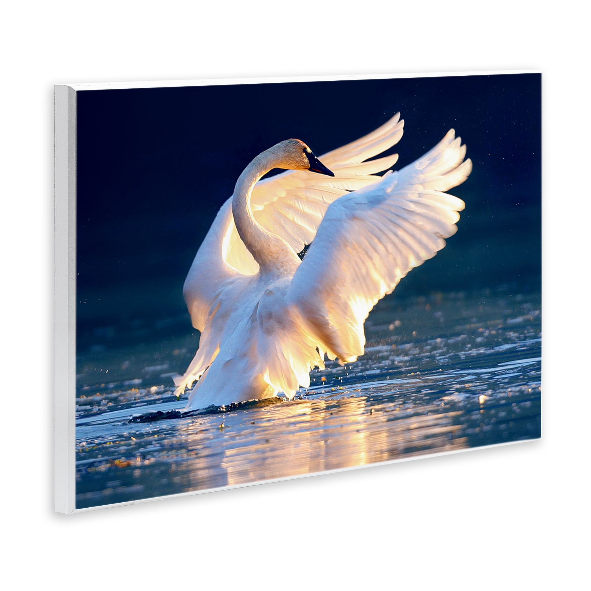Stupell Industries Sunset Symphony Swan Animals Photography Unframed Art Print Wall Art, 19 x 13