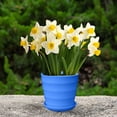 thumbnail image 5 of SHENGXINY Flower Pot Colorful Plastic Planter, Lightweight Decorative Flowerpot For Home Office Indoor Space, 5 of 6
