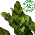 thumbnail image 3 of Calathea Lancifolia Rattlesnake Live Plant for Indoor | Different Houseplants in 4'' & 6'' Pot | Real House Plant for Living Room, Office, Desk & Bathroom | Peacock Zebra, 3 of 7