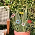 thumbnail image 5 of 5pcs Vintage Metal Sunflower Garden Stakes Yard Lawn Patio Ornament Flower Stick, 5 of 5