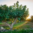 thumbnail image 6 of FIGARVE APHRODISIAS MEDITERRANEAN WILD DRY FIGS - Nature's Artistry Meets Culinary Excellence, 6 of 18