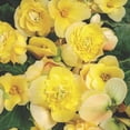 thumbnail image 2 of Proven Winners 4" Yellow Double Delight Primrose Begonia Live Plant in 4.25" Pot (4 Count), 2 of 8