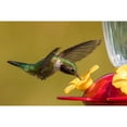Perky Pet Top Fill Hummingbird Feeder with Free Nectar