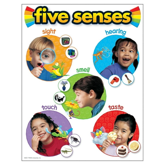 Five Senses Learning Chart, Classroom Decor poster