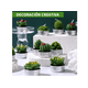 thumbnail image 4 of 18pcs Velas Xtellar Aromaticas Decorativas Cactus Suculenta Verdes, 4 of 4