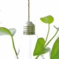 thumbnail image 4 of 1/2/3pcsClearLightBulbGlassHangingVaseBottleTerrariumHydroponicContainerFlowerDIYHomeWeddingDecoration, 4 of 6