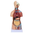 thumbnail image 1 of Human Torso Model, Educational Removable Body Model 17.7in Fine Details  For Hospital For School, 1 of 8