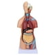 thumbnail image 1 of Modelo de torso humano extraíble, modelo educativo de anatomía cerebral para enseñanza, escuela, hospital, 17,7 pulgadas, 1 of 14