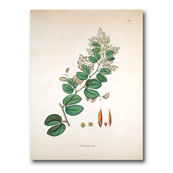 Designart ' Ancient Botanicals XIII ' Farmhouse Canvas Wall Art Print