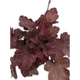 thumbnail image 2 of Carnival Candy Apple Heuchera - Coral Bells - Gallon Pot - Shade Lover, 2 of 2