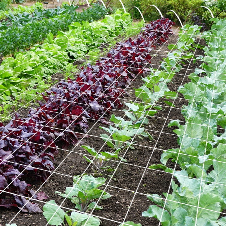 Durable and Versatile Polyester Trellis Netting for Climbing Plants, Flower, Fruits and Vegetables ( 6" x 6" Mesh - 5' x 350' Size)