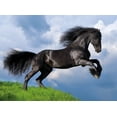 thumbnail image 2 of Clementoni 35071 Fresian Black Horse 500 Piece Jigsaw Puzzle, 2 of 2