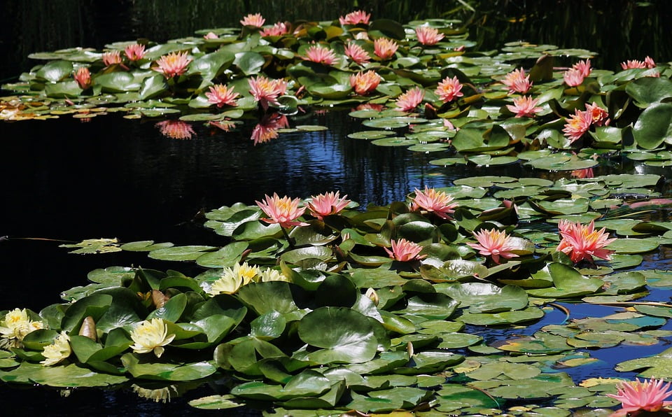 Waterlily Water Garden Lake Lily Lily Pads Pond20 Inch By 30 Inch