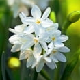 thumbnail image 3 of Easy to Grow Narcissus Paperwhite Ziva 10 Plant Bulbs, Fragrant Indoor Forcing Holiday, 3 of 3