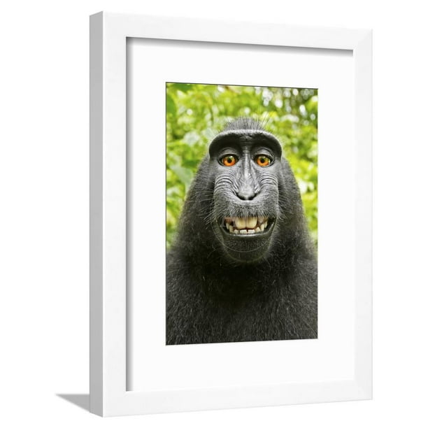 Monkey Selfie, Animals Framed Art Print Wall Art by David Slater Sold by Monkey Selfie, Animals Framed Art Print Wall Art by David Slater Sold by