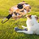 thumbnail image 4 of de bolsas de para perros , portátil con caca para perros y mascotas Camuflaje amarillo Gloria Soporte para desechos de caca, 4 of 7