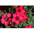 thumbnail image 4 of Seedville 500 Linum Grandiflorum Rubrum Flower Seed, 4 of 11