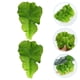 thumbnail image 5 of 2 unidades de modelos de hojas de vegetales simuladas, manualidades realistas con hojas de vegetales, accesorios para fotos con hojas de vegetales., 5 of 6