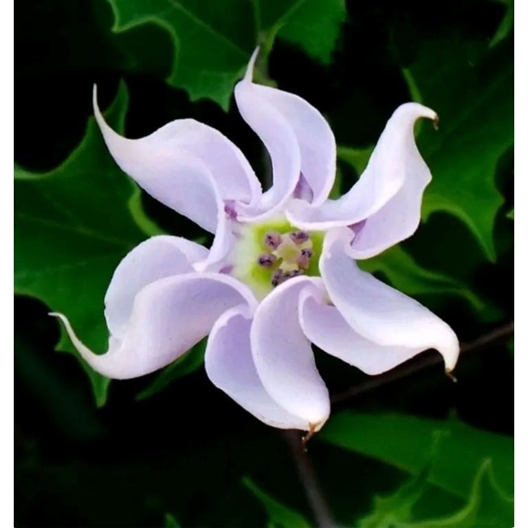 100 Seeds Brugmansia Angels Trumpet Mix Plant , Double Datura by