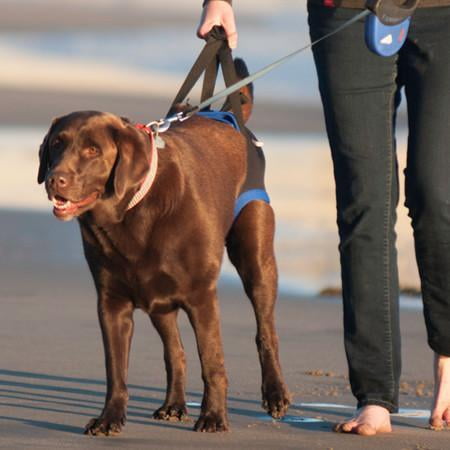 Dog back end harness hot sale