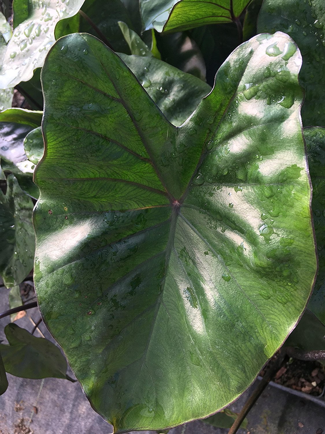 Black Stemmed Elephant Ear, One Plant in a Quart Pot
