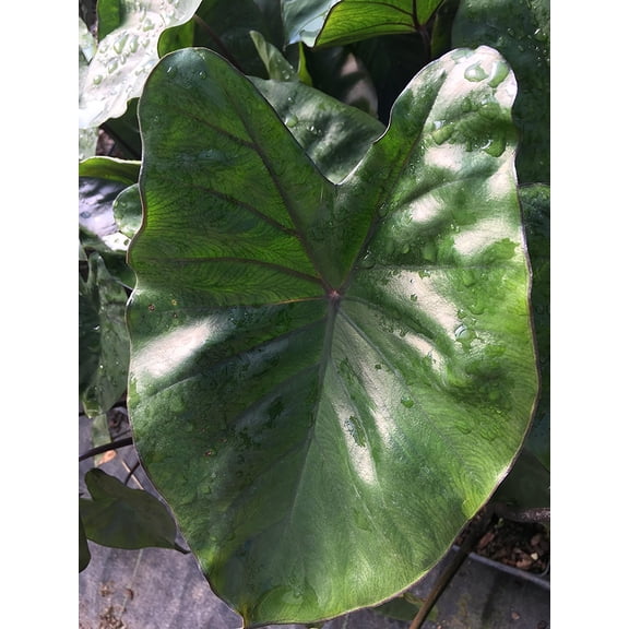 Black Stemmed Elephant Ear, One Plant in a Quart Pot