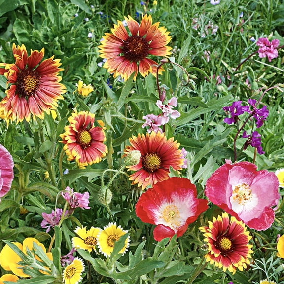 Southeastern Wildflower Mixture Flowering Seeds, 300 seed per pack