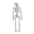 thumbnail image 4 of Halloween Poseable Full Life Size Human Skeleton Prop Anatomy Model Party Decor, 4 of 5