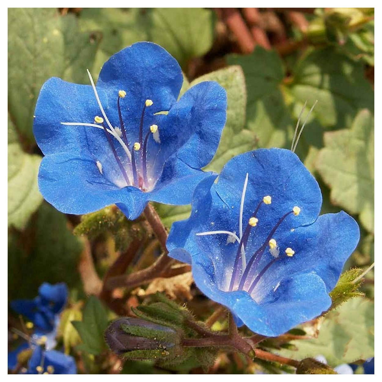 Everwilde Farms - 1/4 lb California Bluebell Native Wildflower Seeds - Gold Vault Bulk Seed Packet