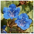 thumbnail image 4 of Everwilde Farms 2000 California Bluebell Flower Seeds, Resealable Mylar Packaging, 4 of 5