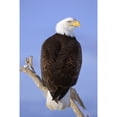 thumbnail image 2 of Bald Eagle Perched On Tree Branch Homer Spit Kenai Peninsula Alaska Winter Poster Print, 2 of 2