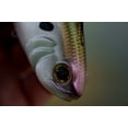 thumbnail image 2 of 6th Sense - Hangover - Co-Designed w/Ben Milliken - Line-Thru, Treble Hook, Soft Plastic Swimbait, 2 of 5