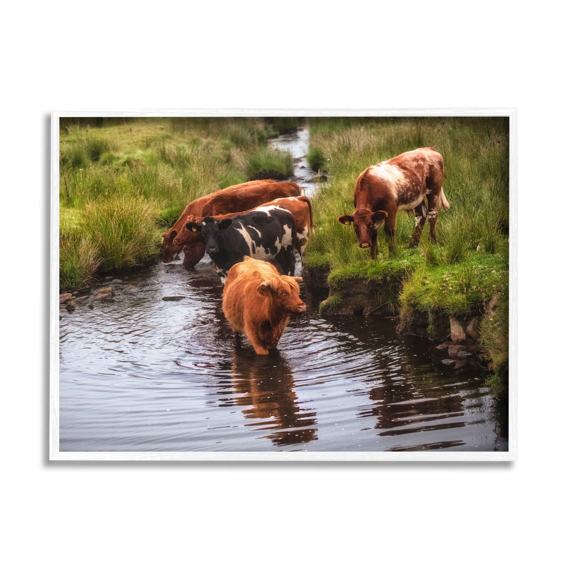 Stupell Industries Rural Cattle Enjoying Stream Water Between Grassland Photograph White Framed Art Print Wall Art, Design by James Dobson