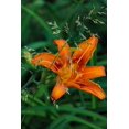thumbnail image 2 of Haney, Chuck 11x14 Black Ornate Wood Framed with Double Matting Museum Art Print Titled - Orange daylily in Whitefish-Montana-USA, 2 of 4