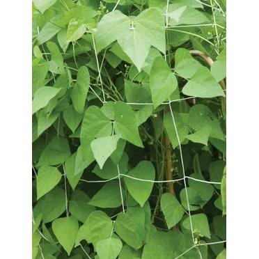 Burpee Trellis Netting, 5'x 15', 1 Netting per Package, Made of Nylon