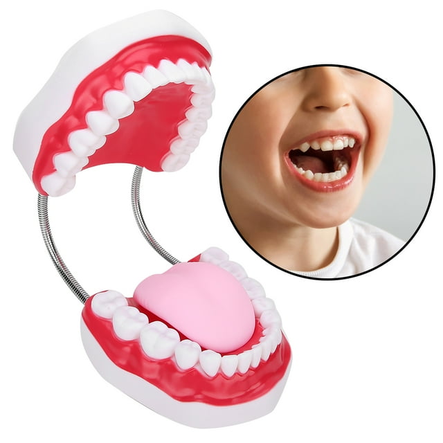 Modelo dientes, Modelo de Demostracia Modelo, para Niños enseñanza clínica