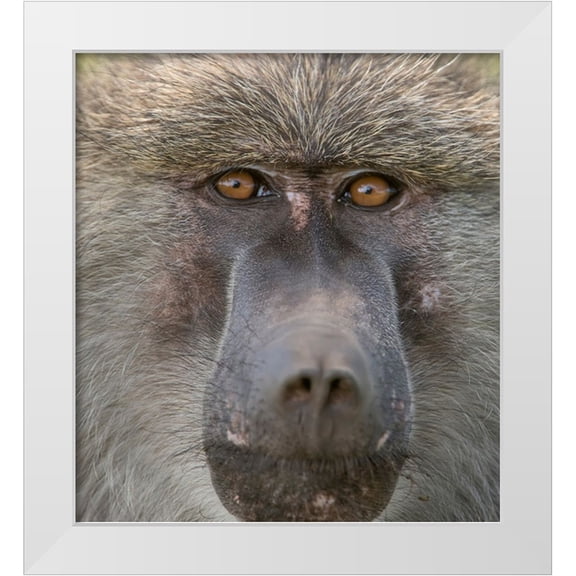 Sederquist, Betty 12x13 White Modern Wood Framed Museum Art Print Titled - Africa-Tanzania Closeup of male baboon