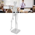 thumbnail image 4 of Modelo de esqueleto humano modelo anatómico humano único para enseñanza de anatomía científicos expertos estudiantes niños investigación de estructura humana ANGGREK Otros, 4 of 8