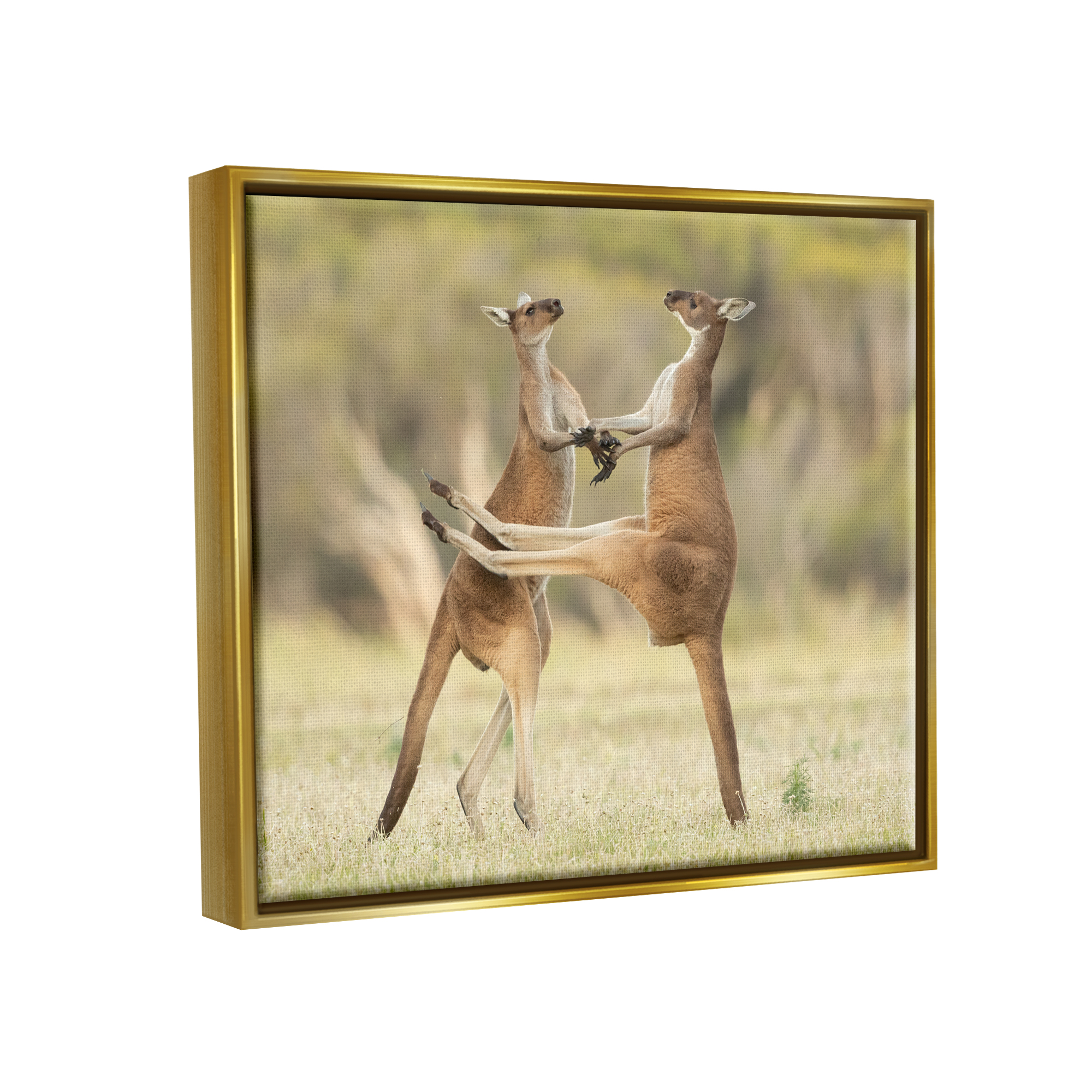 Stupell Industries Kangaroo Duo Photography Animals & Insects Photography Gold Floater Framed Canvas Art Print Wall Art, 21 x 17