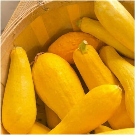 Sunburst Squash Seed - Packet of 45 Seeds, Early Prolific Straightneck Summer Squash (Cucurbita pepo) Non-GMO Seeds by Seed Needs
