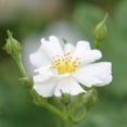 thumbnail image 4 of Heirloom Roses White Rose Bush - Cassie Shrub Rose Plant - Live Plants For Garden, 4 of 5