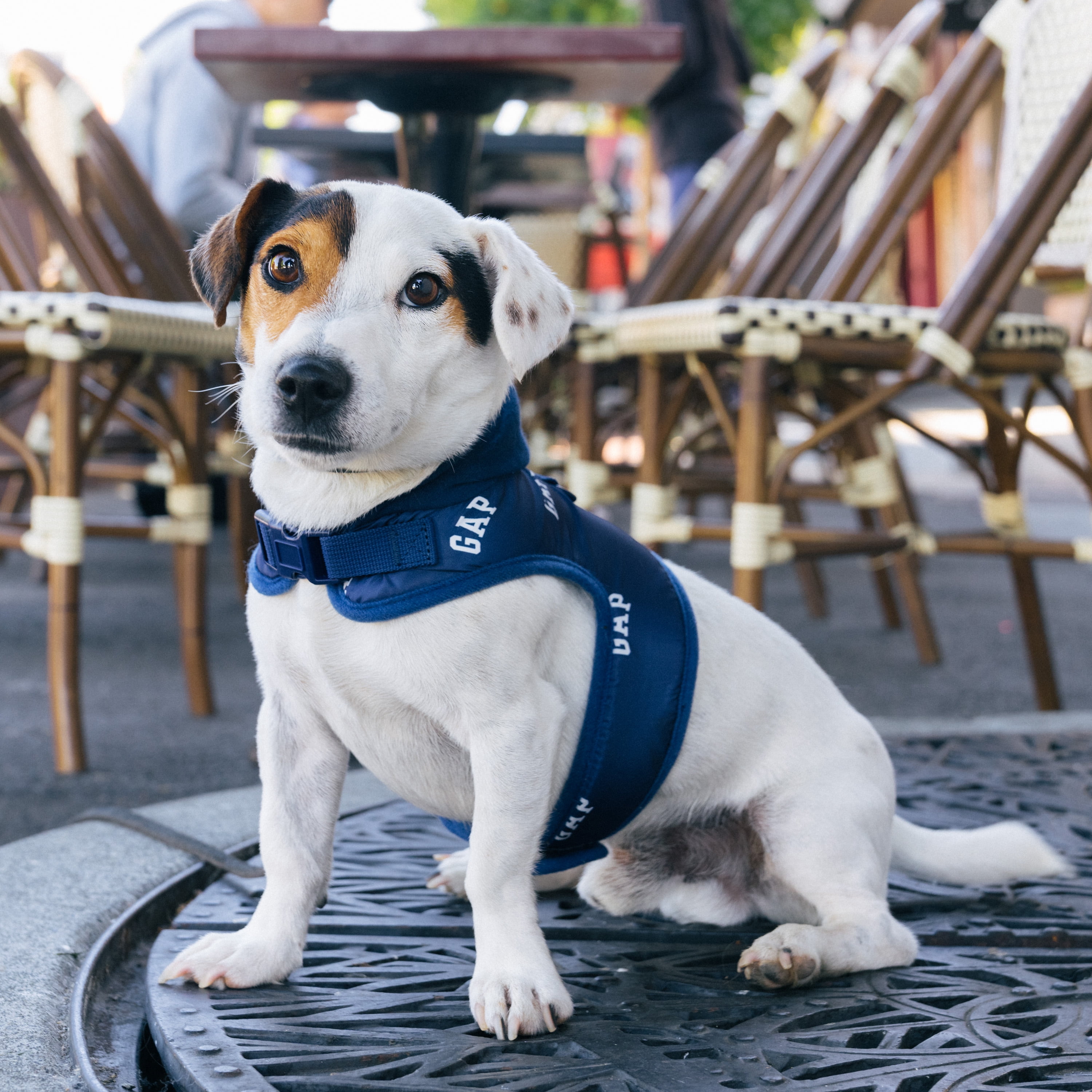 Gap Pet, Dog Harness, Hooded Dog Harness, with Recycled Polyester, Blue