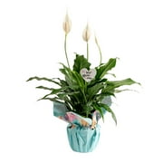 Costa Farms Live Indoor 15in. Tall White Peace Lily in 6in. Pot with a Mother's Day Decoration