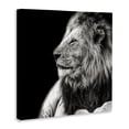 thumbnail image 3 of Stupell Industries Contemporary Lion Portrait on Black Canvas Art, 30 x 30, by Shelley Lake, 3 of 8