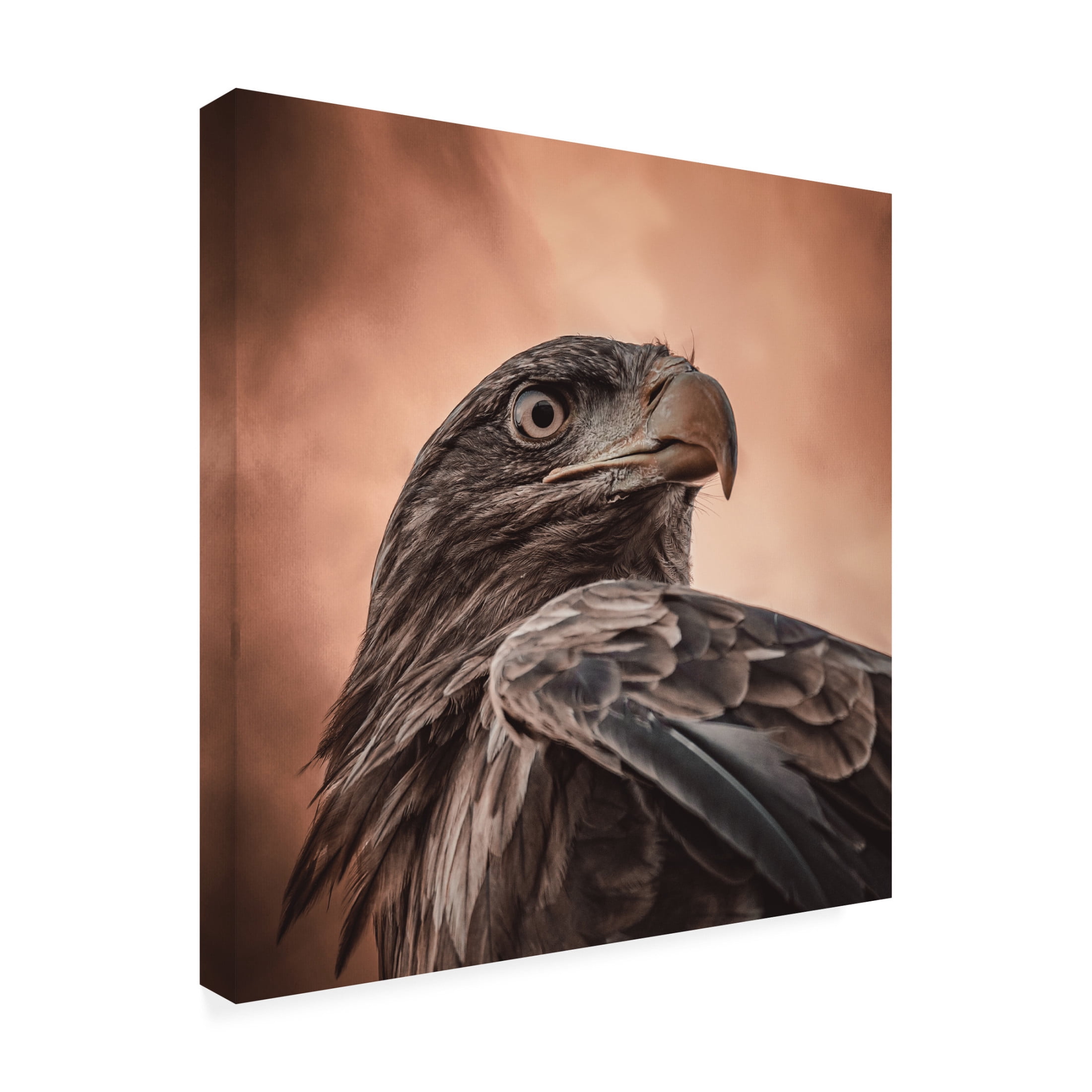 Trademark Fine Art Natascha Worseling And His Eyes Saw Everything. Canvas Wall Art