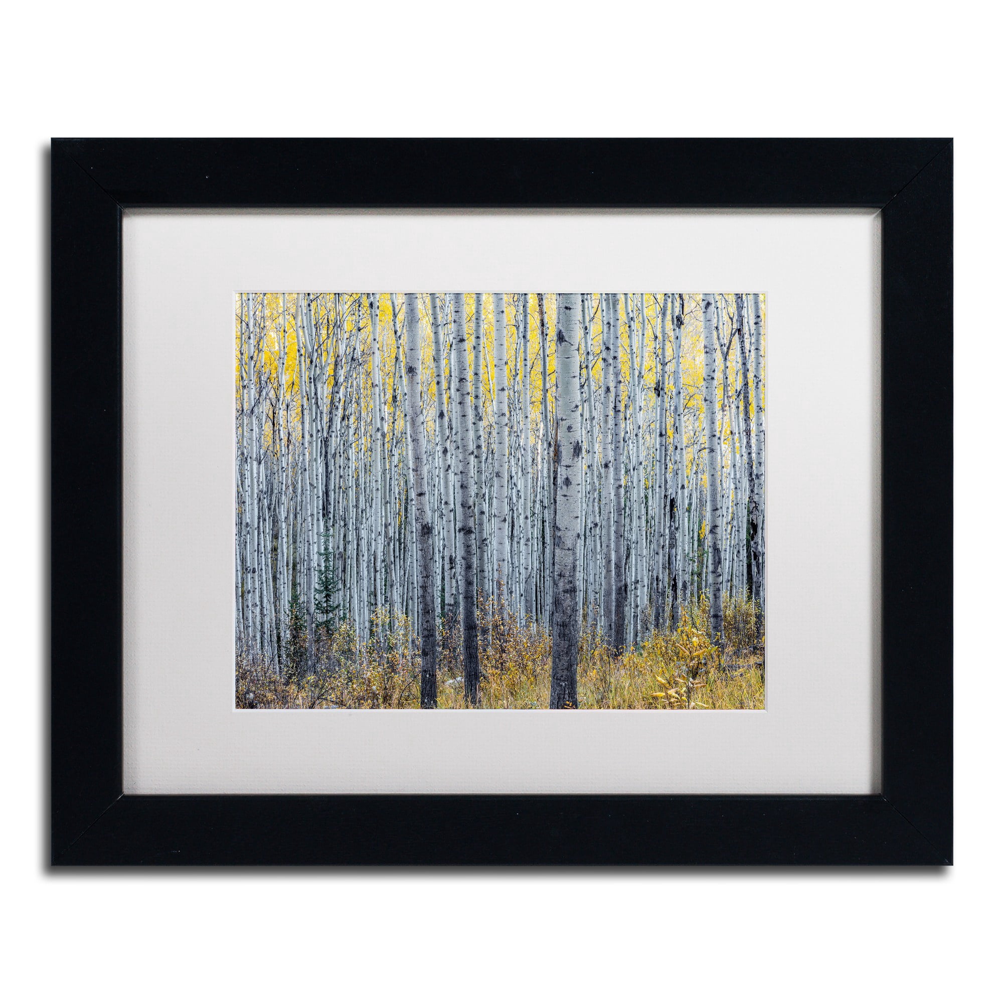 Trademark Fine Art 'Forest of Aspen Trees' Canvas Art by Pierre Leclerc, White Matte, Black Frame