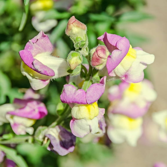 Snapdragon Flower Seeds - Floral Showers Series F1 - 1000 Seeds - Lavender Bicolor Blooms - Annual Flower Garden