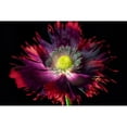 thumbnail image 3 of Frates, Dennis 14x11 Black Modern Framed Museum Art Print Titled - Close up of pooy flower, 3 of 5