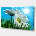 thumbnail image 2 of Beautiful Chamomiles in Bright Sunlight - Floral Canvas Art Print, 2 of 3