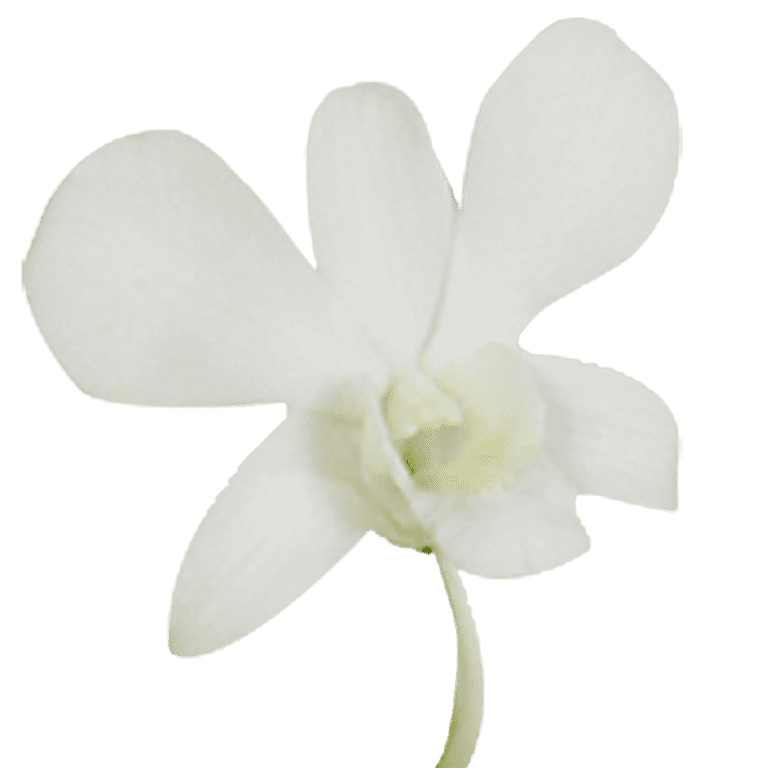 20 Big White Dendrobium Orchid Flowers- Beautiful Fresh Cut